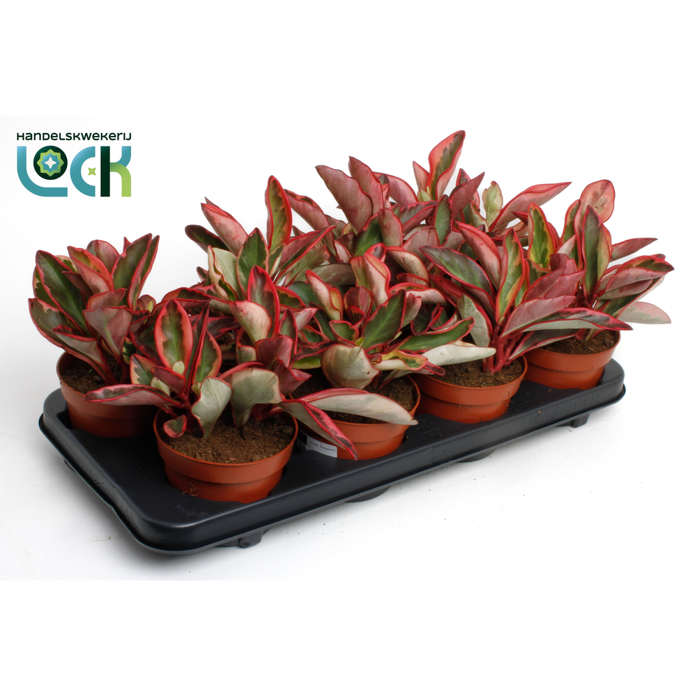 Peperomia clusiifolia 'Jellie.