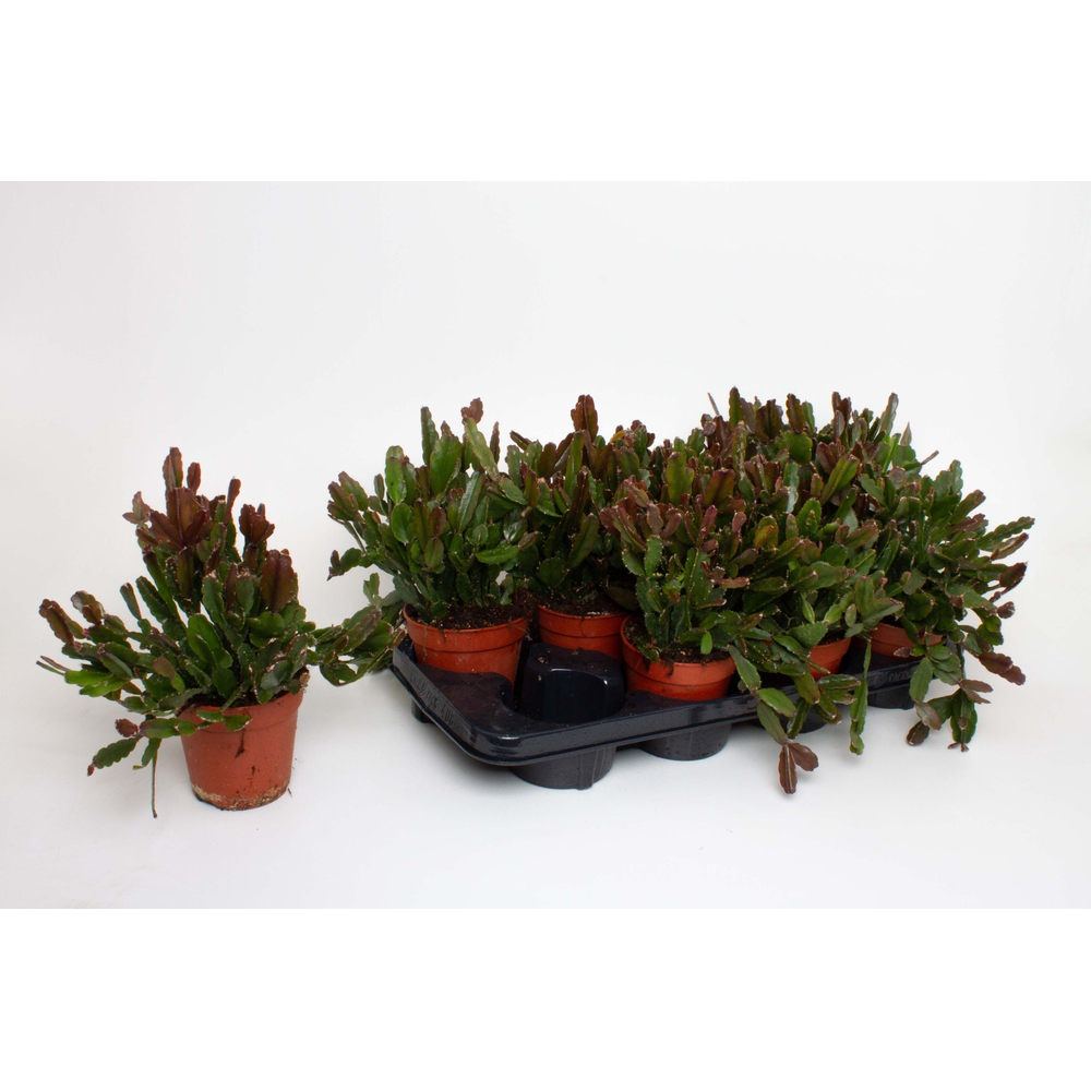 Rhipsalis Agudoensis.