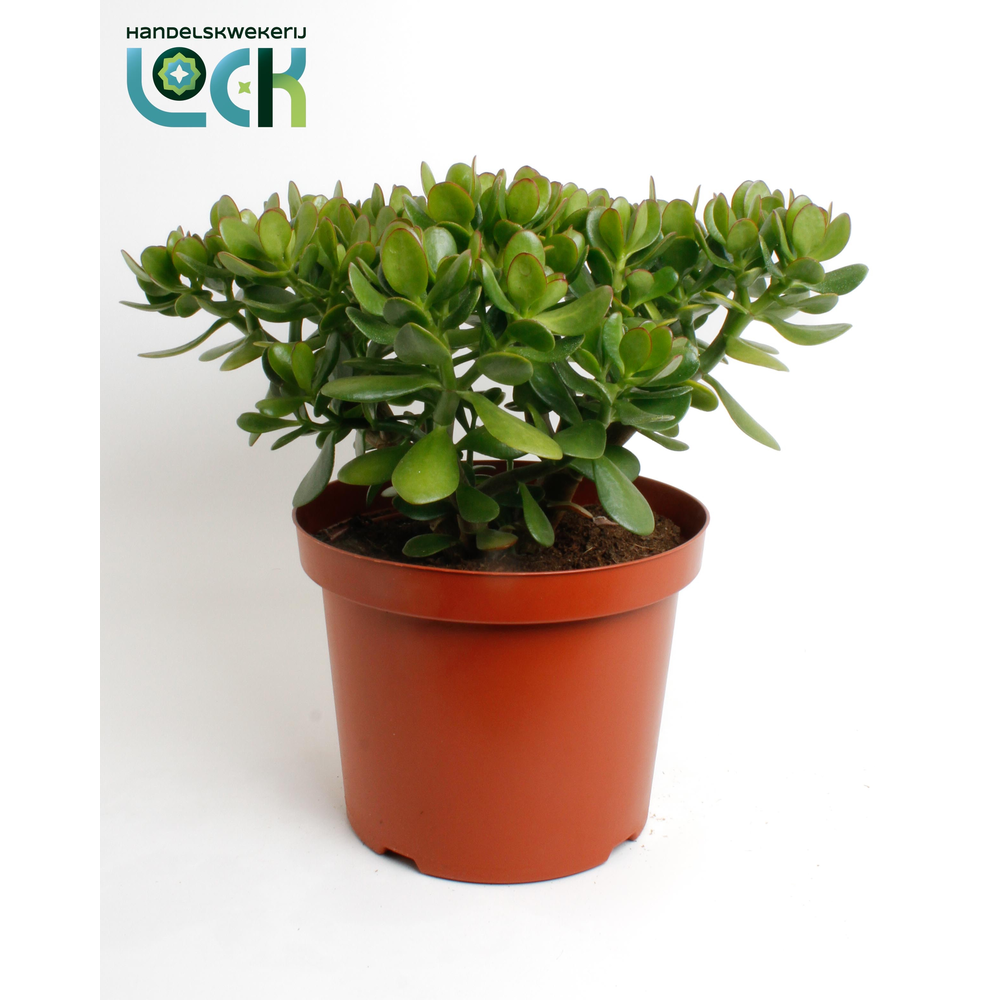Crassula Argentea Ovata.