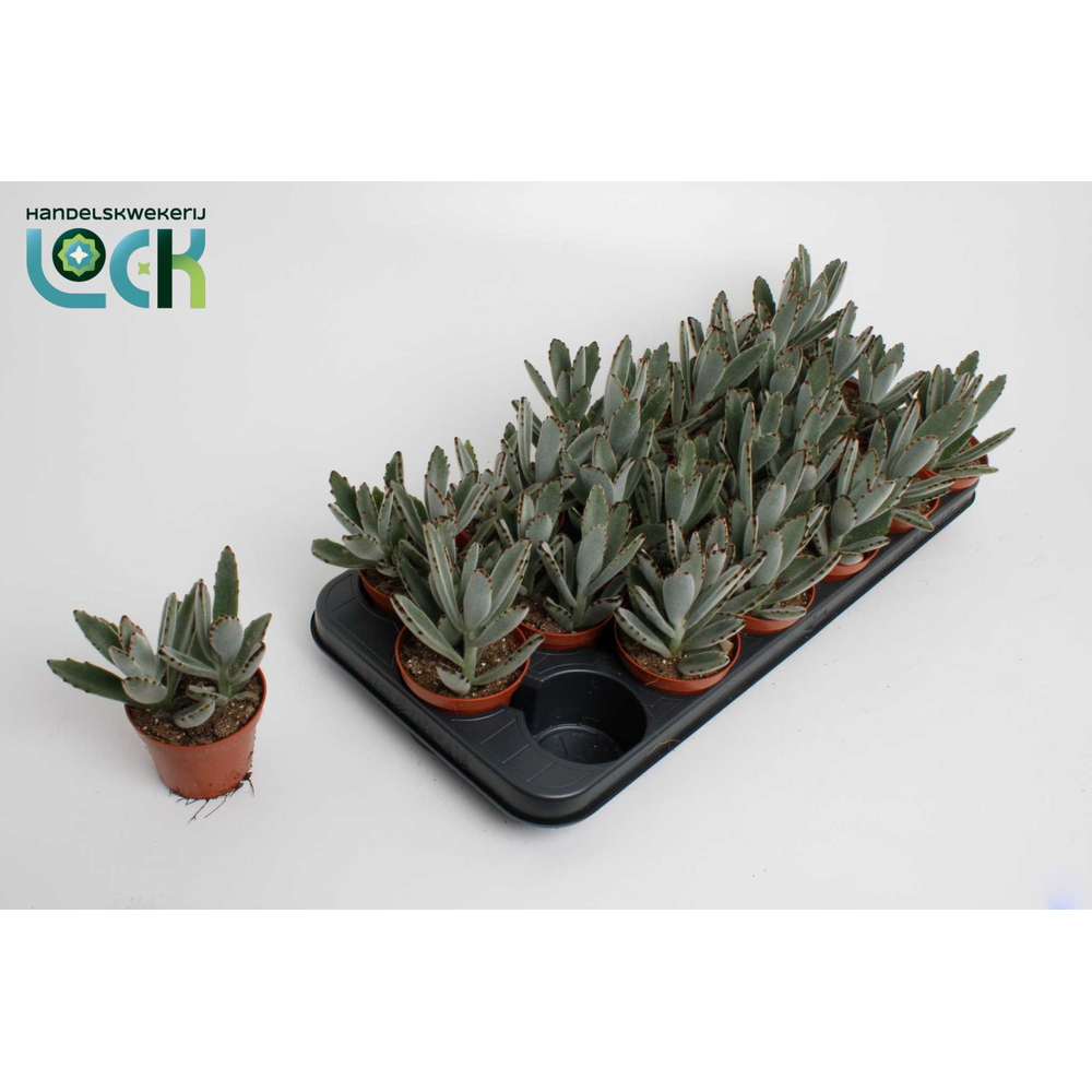 Kalanchoë Tomentosa Light.