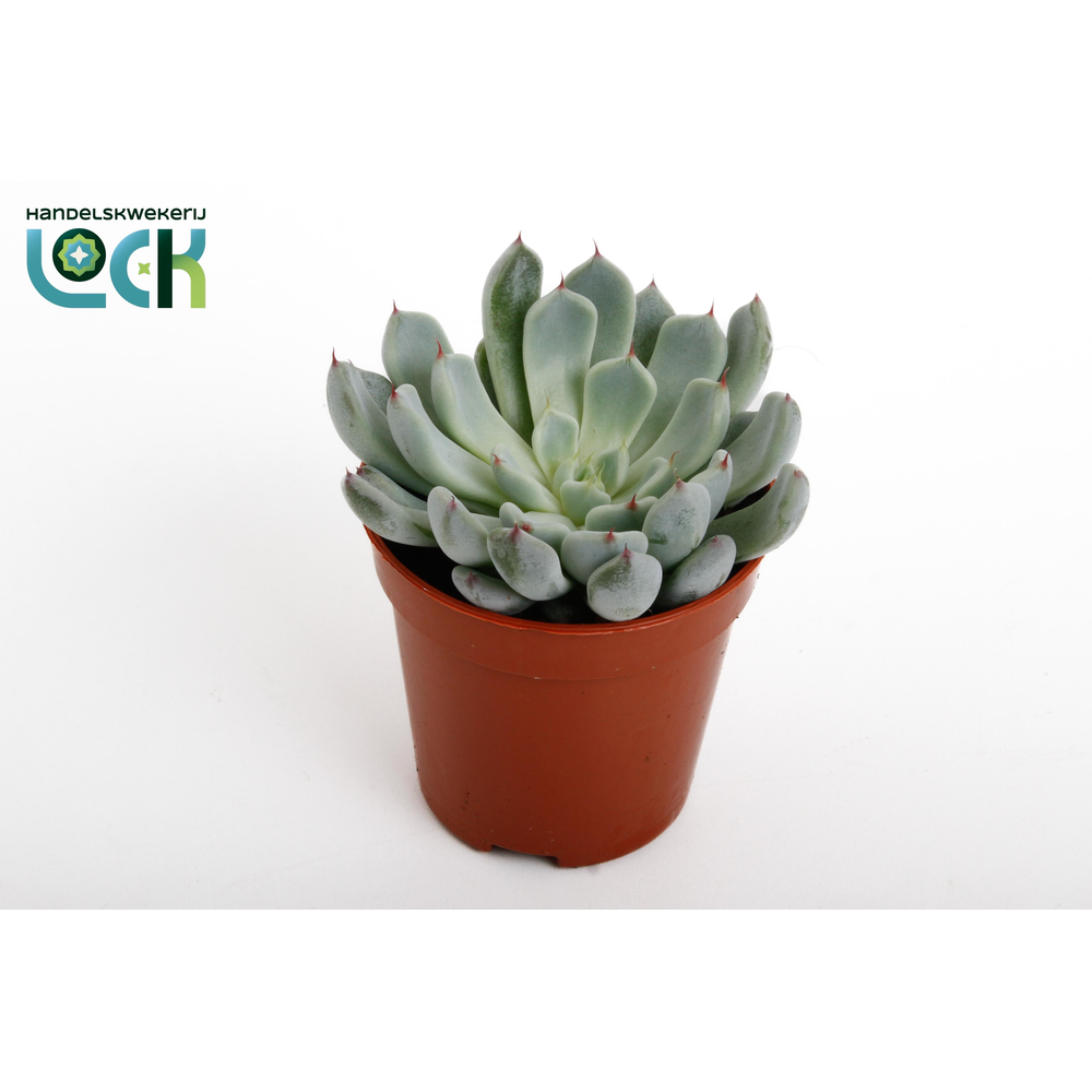 Echeveria Derenbergii.