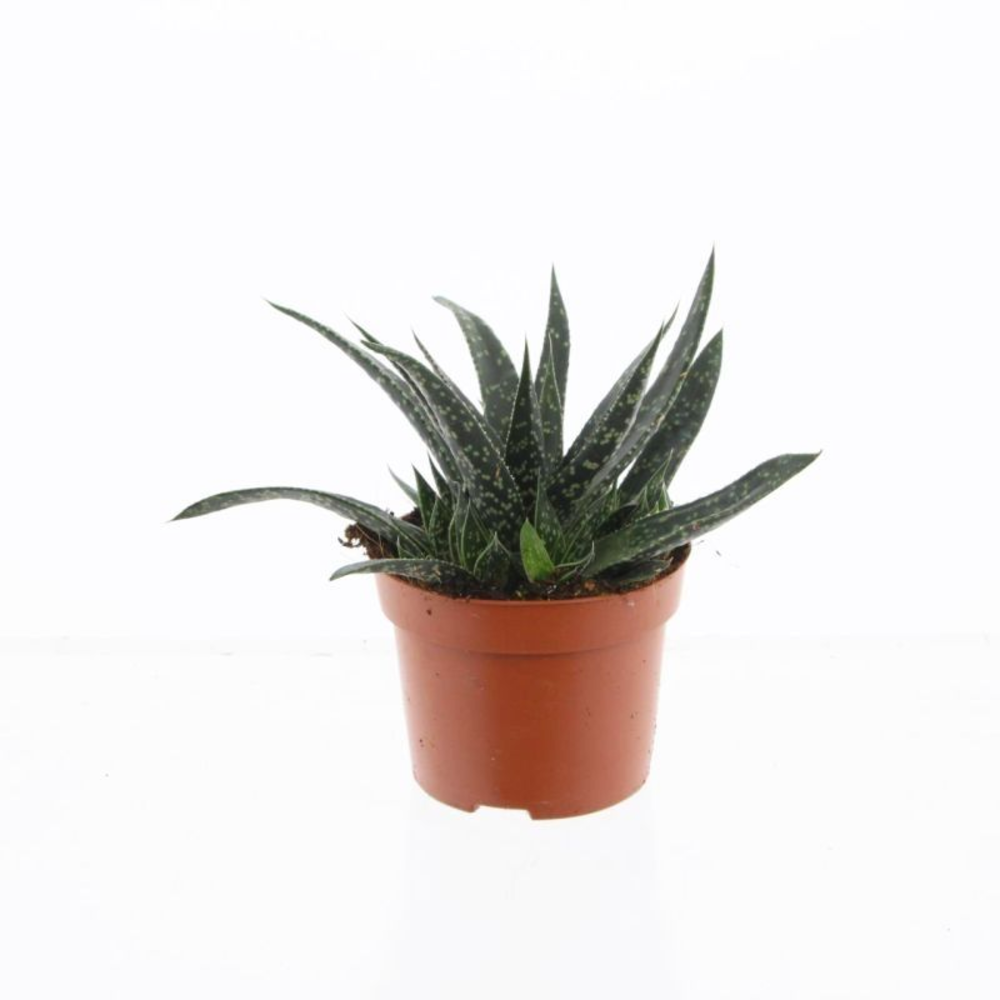 Gasteria Verrucosa.