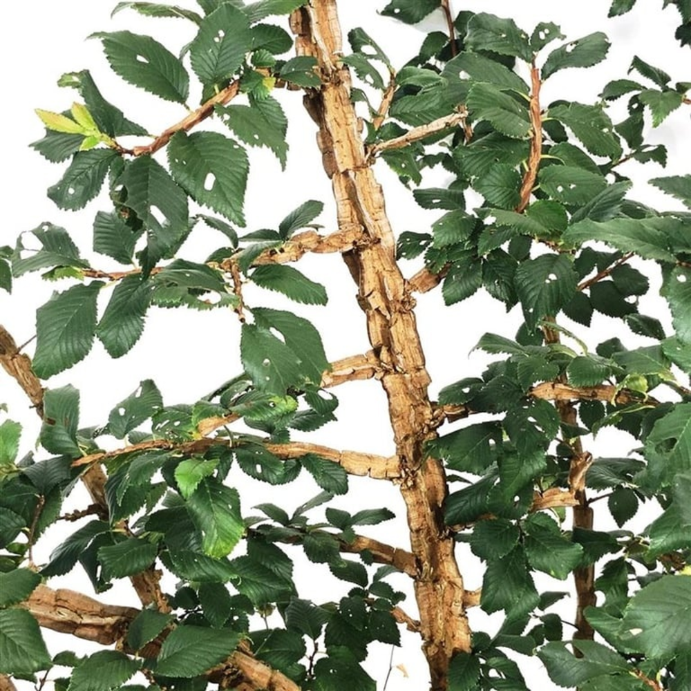 Ulmus minor suberosa.