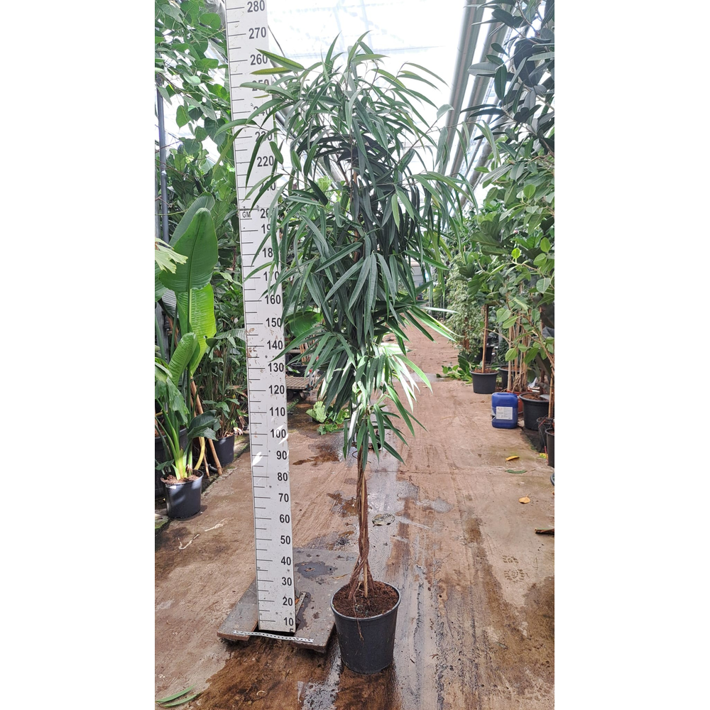 Ficus Alii gedraaide stam 250.
