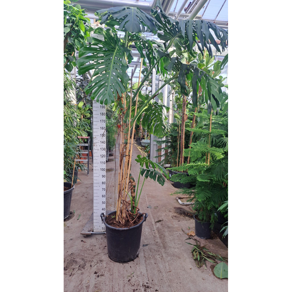 Monstera Deliciosa Big XXL 300.