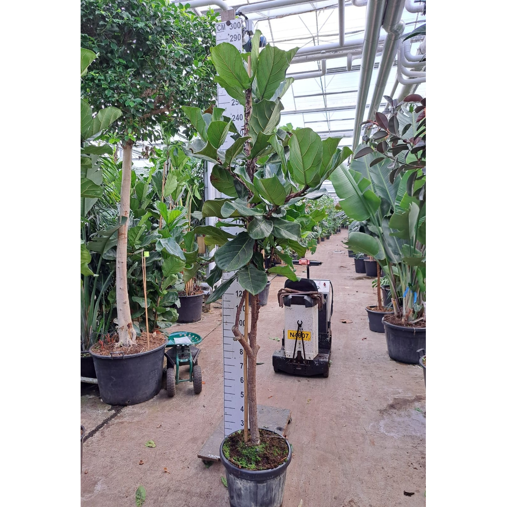 Ficus Lyrata dikke stam 260.