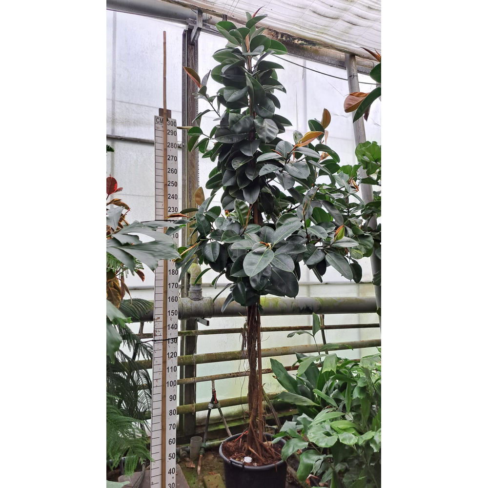 Ficus Robusta multistam XXXL.