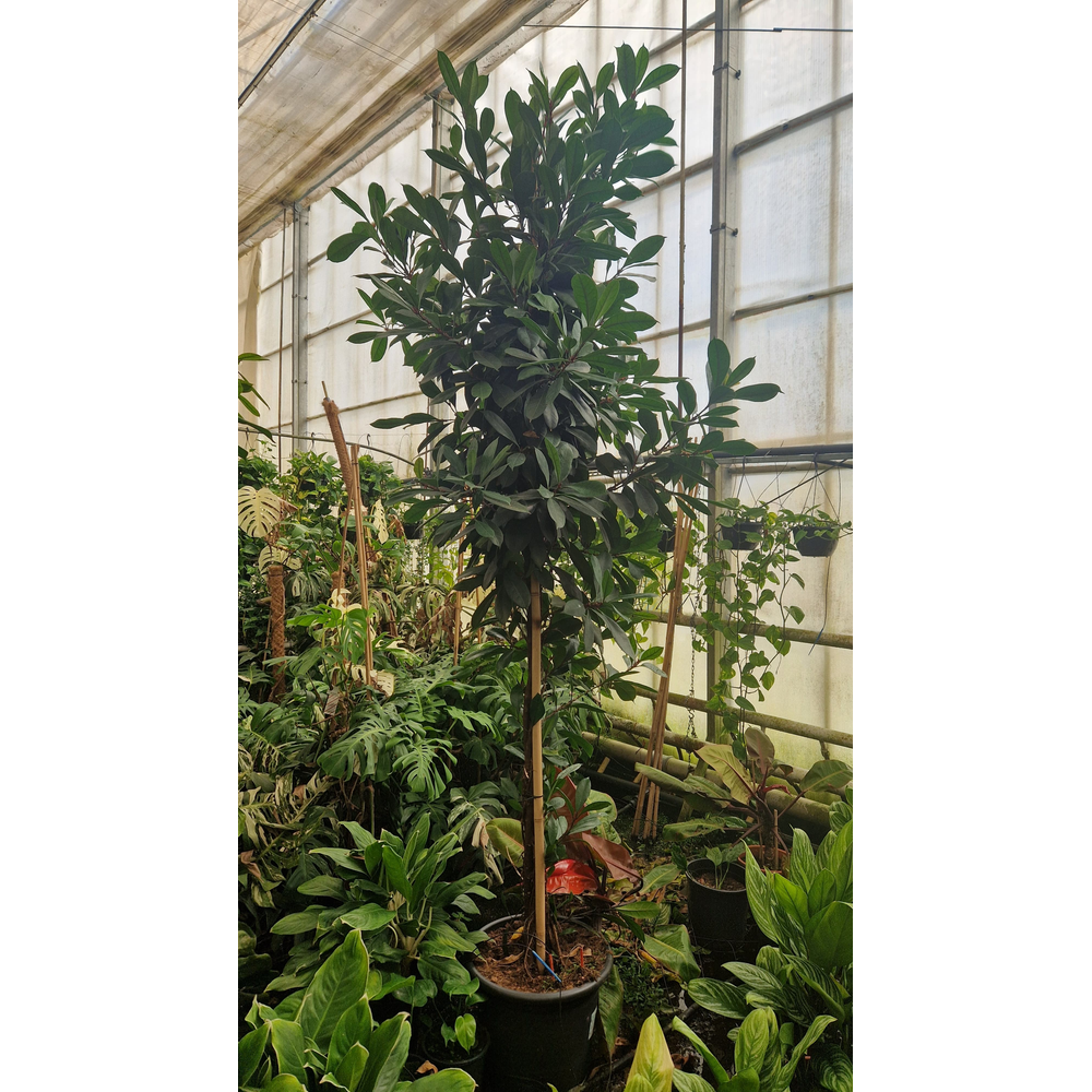 Cyathistipula gedraaide stam XXL 310.