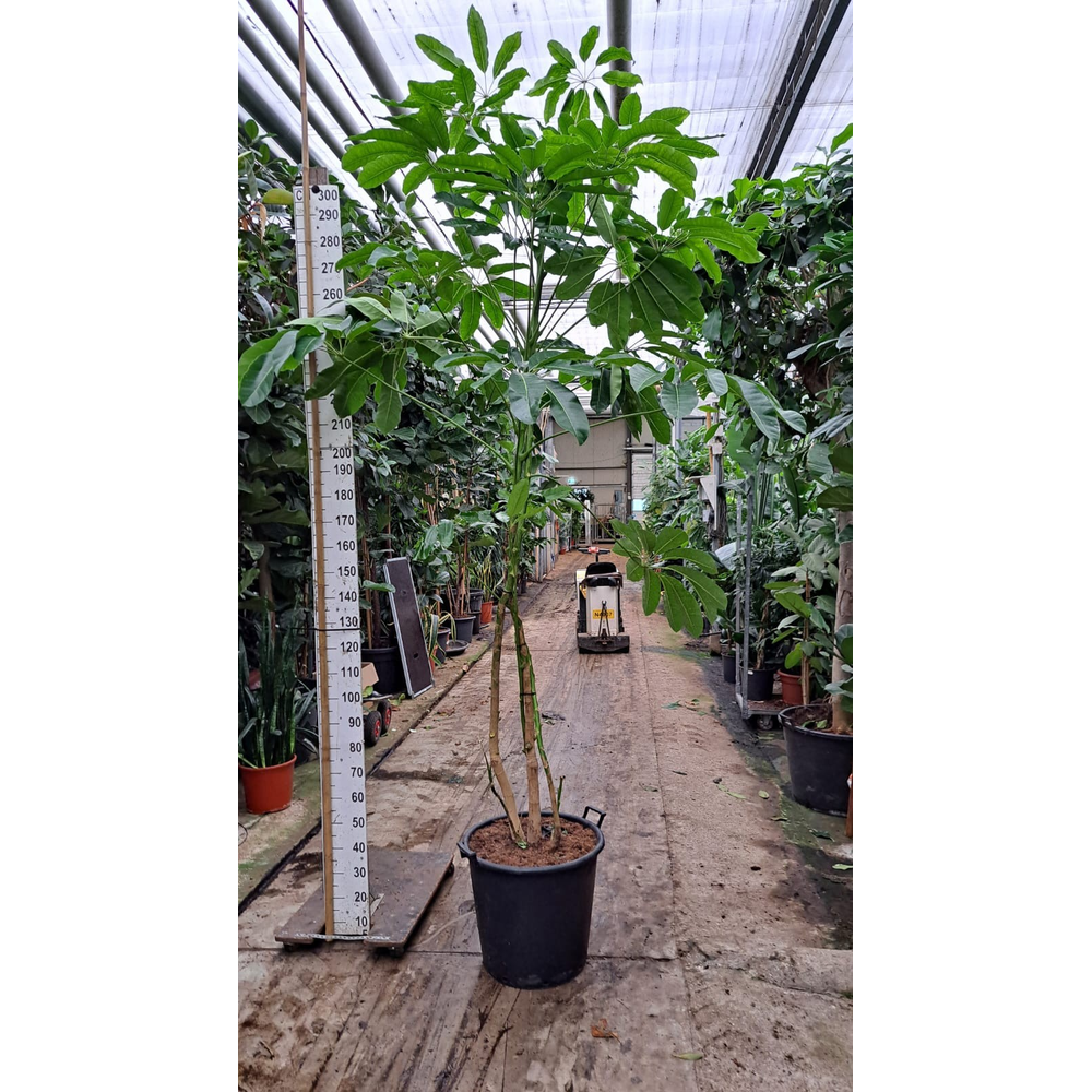 Schefflera Amate multistam XL 325.