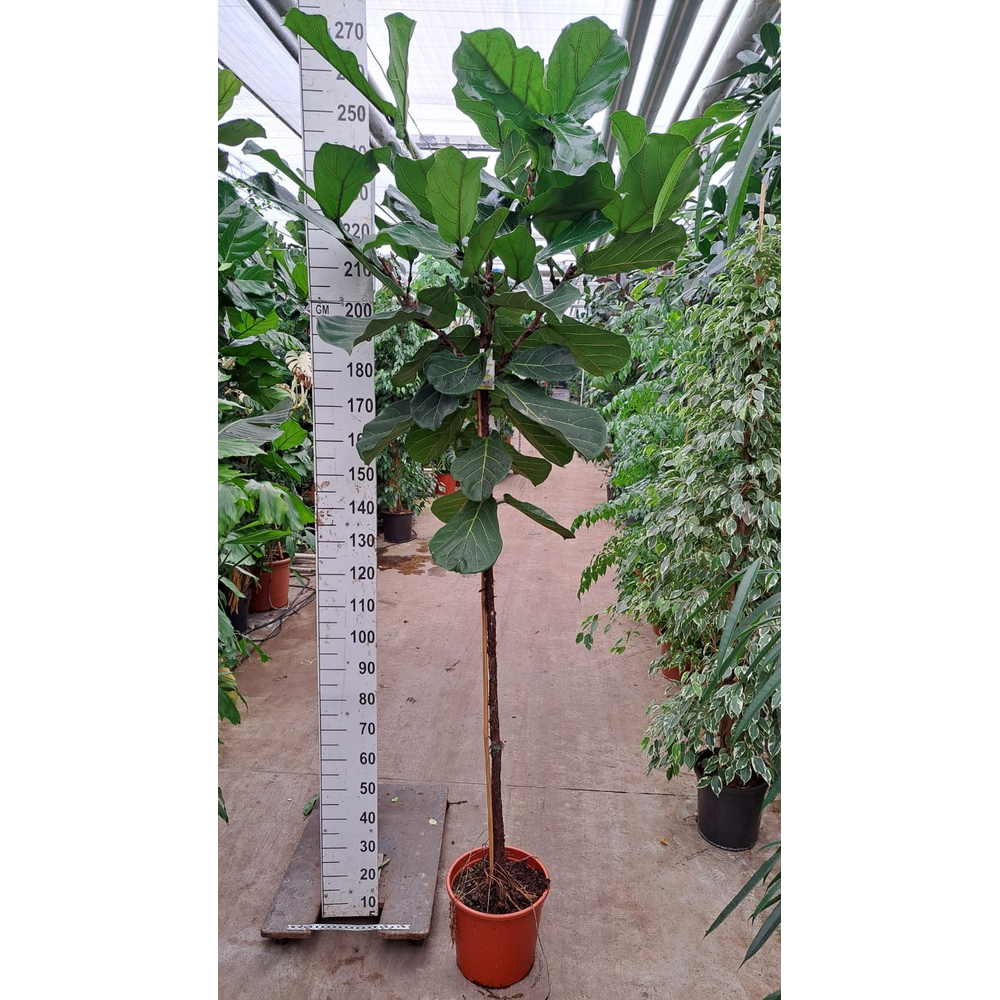 Ficus Lyrata stam 250.
