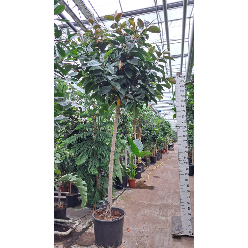 Ficus Elastica Robusta stam XXXL.