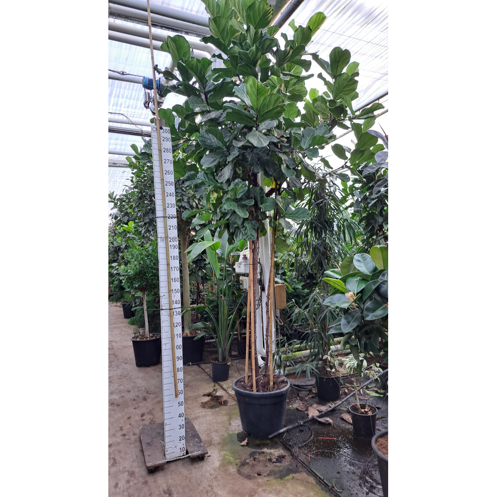 Ficus Lyrata trio stam XXXL.