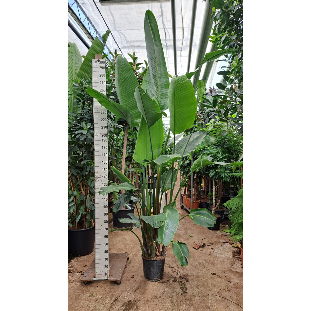 Strelitzia Nicolai toef 320.