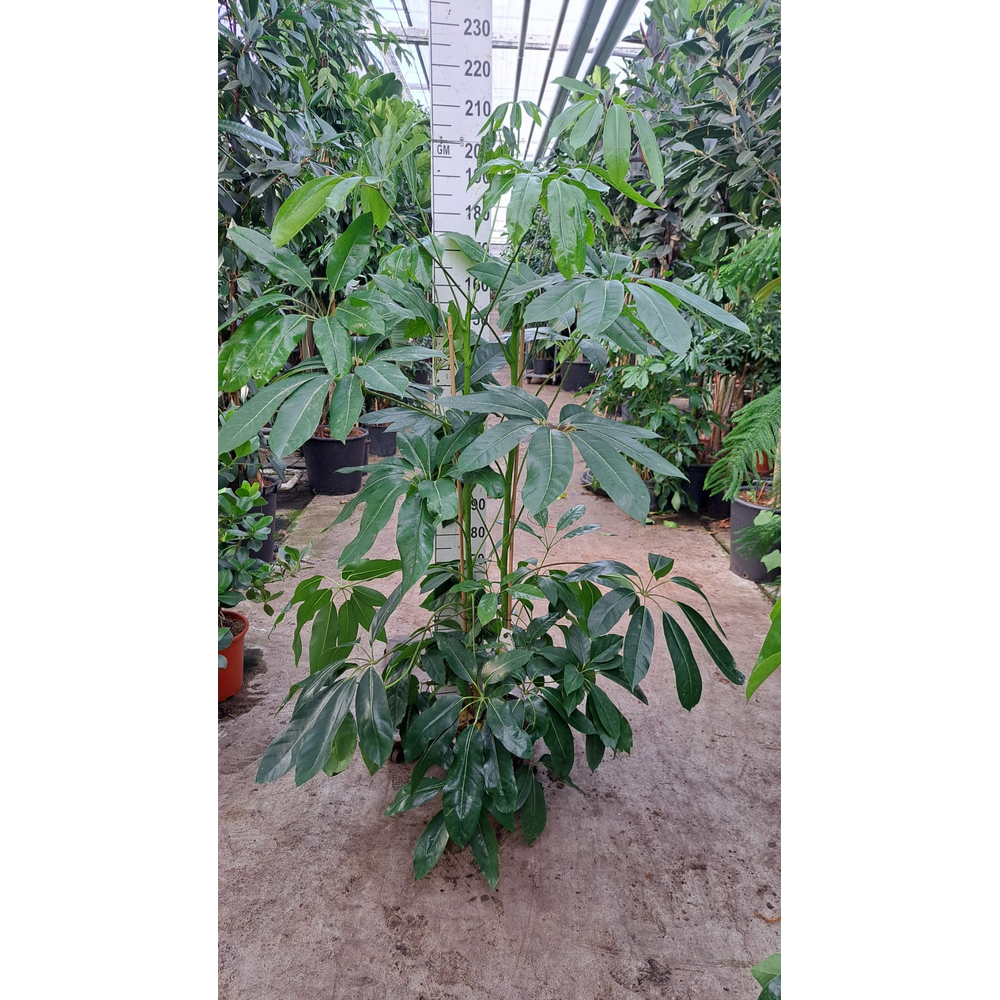Schefflera Amate toef XL 210.