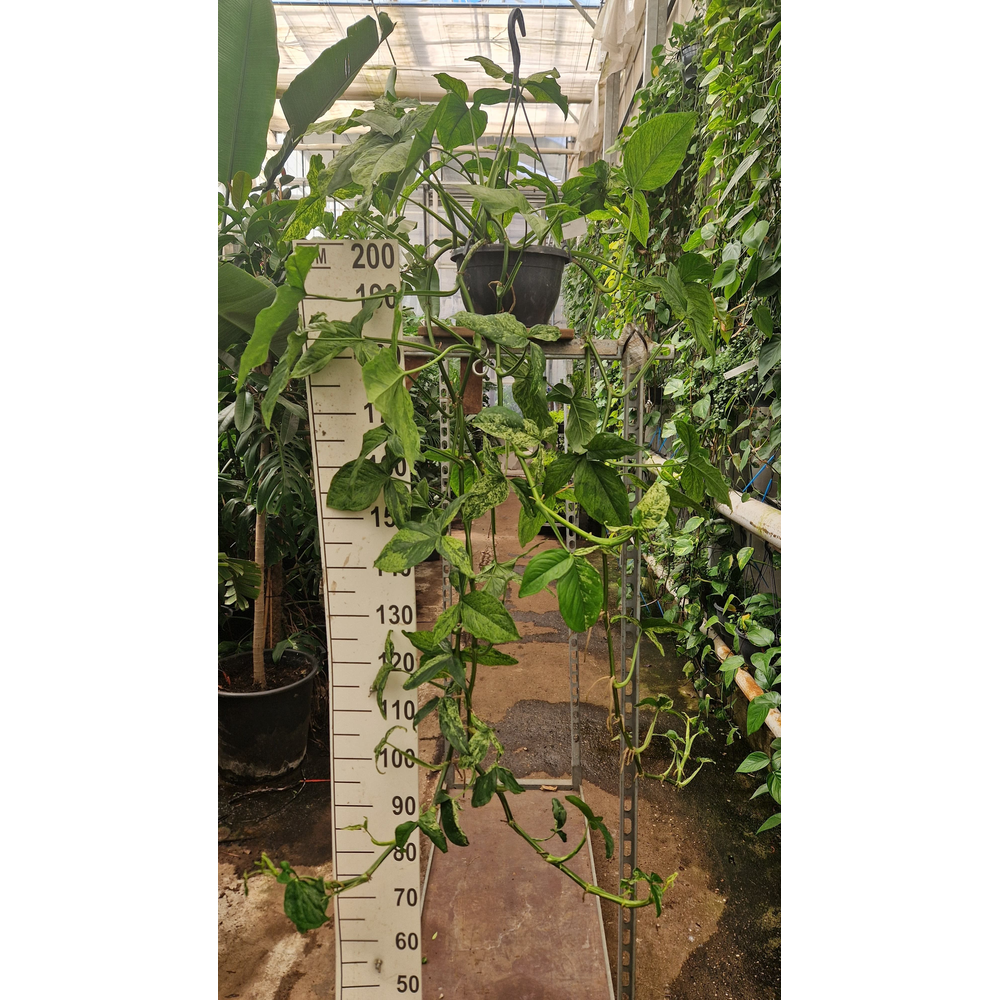 Syngonium hangplant.