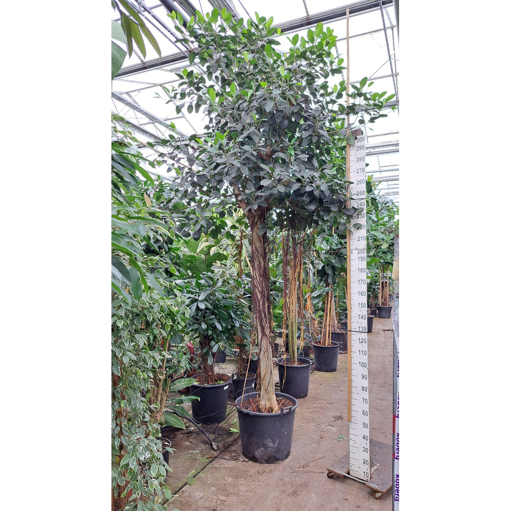 Ficus rubiginosa Australis stam 425.