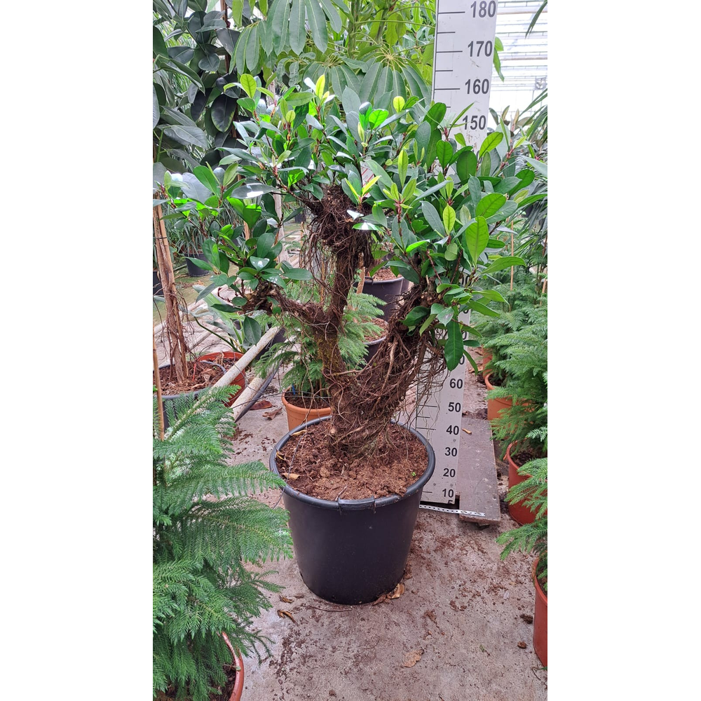 Cyathistipula vertakt XL.