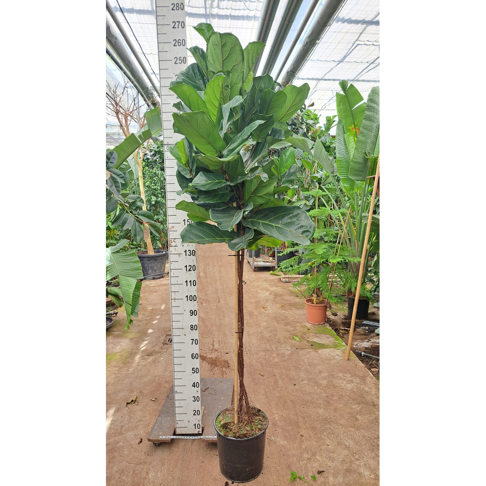 Ficus Lyrata multistam 250.