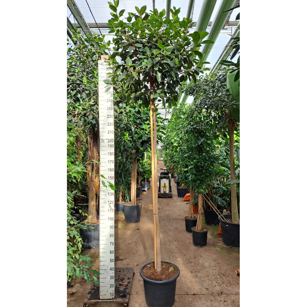 Ficus rubiginosa Australis stam 330.