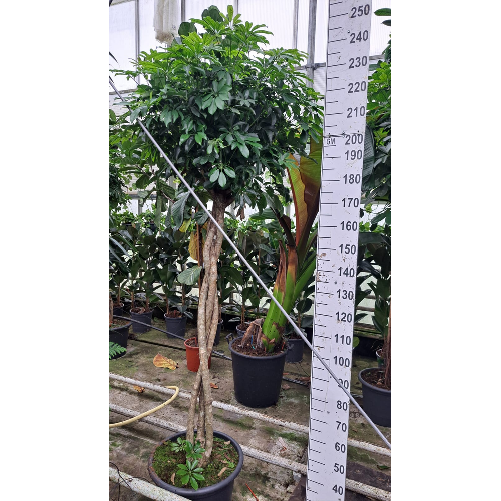 Schef. Compacta gevlochten stam 240.