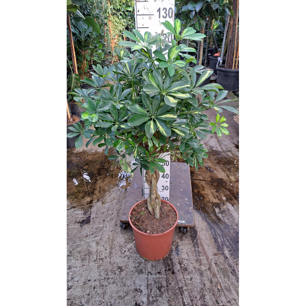 Schefflera Gold Capella gevlochten stam 120.