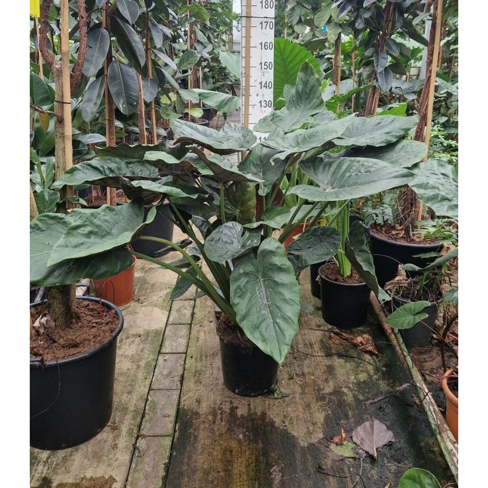 Alocasia Wentii bush XXL.