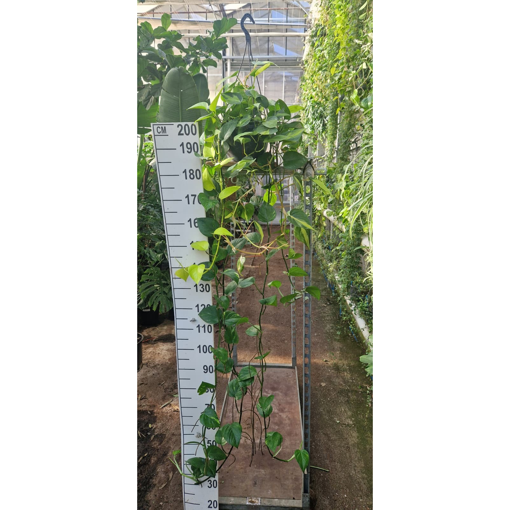 Pothos mix hangplant XL.