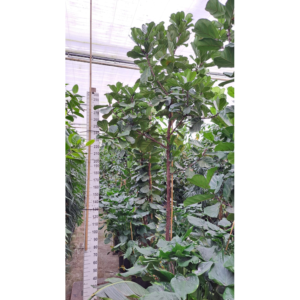 Ficus Lyrata stam 450.