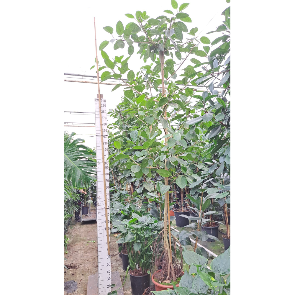 Ficus Altissima stam 3 420.