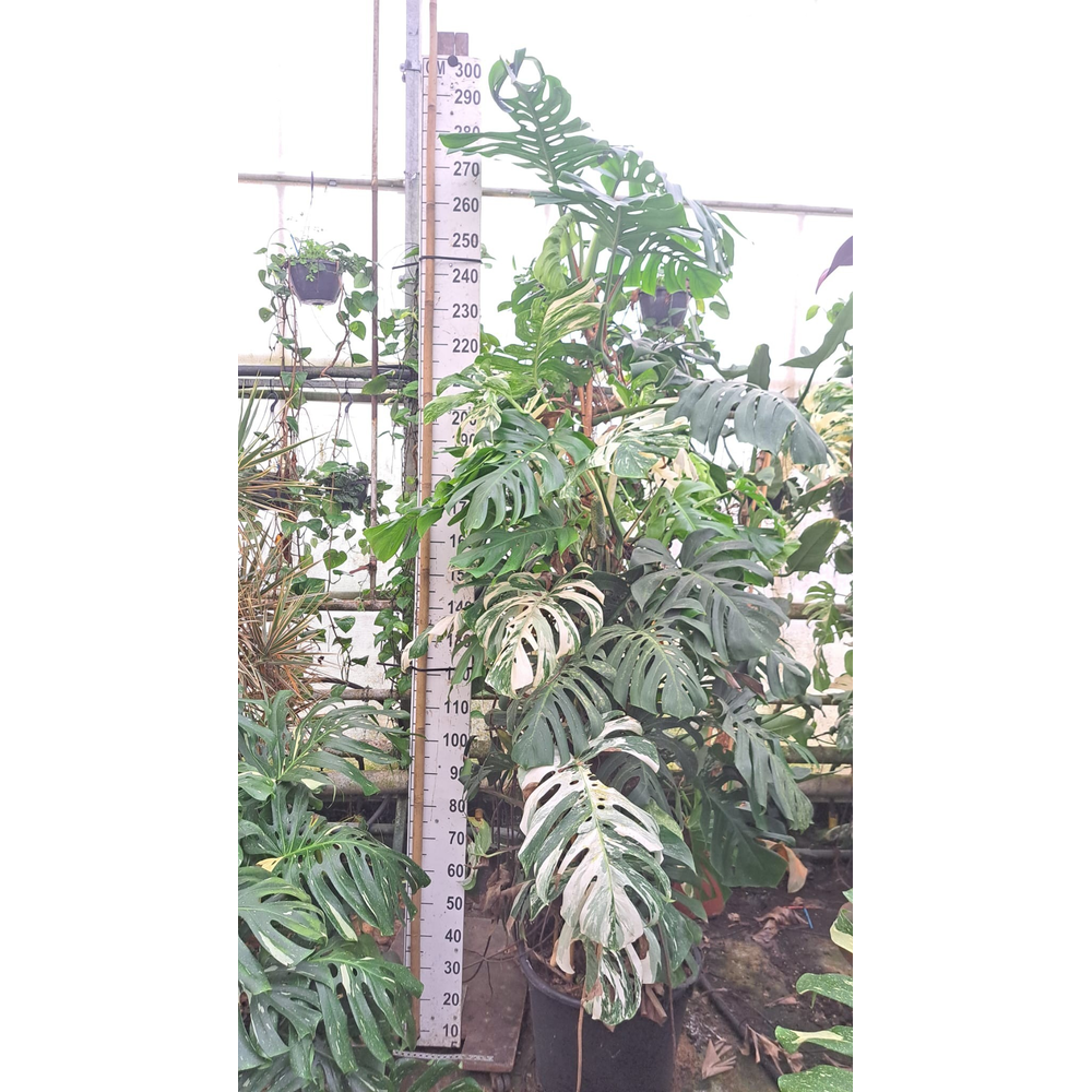 Monstera Del. var. XXL 280.
