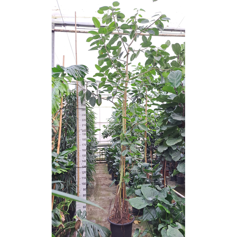 Ficus Altissima stam 2 420.