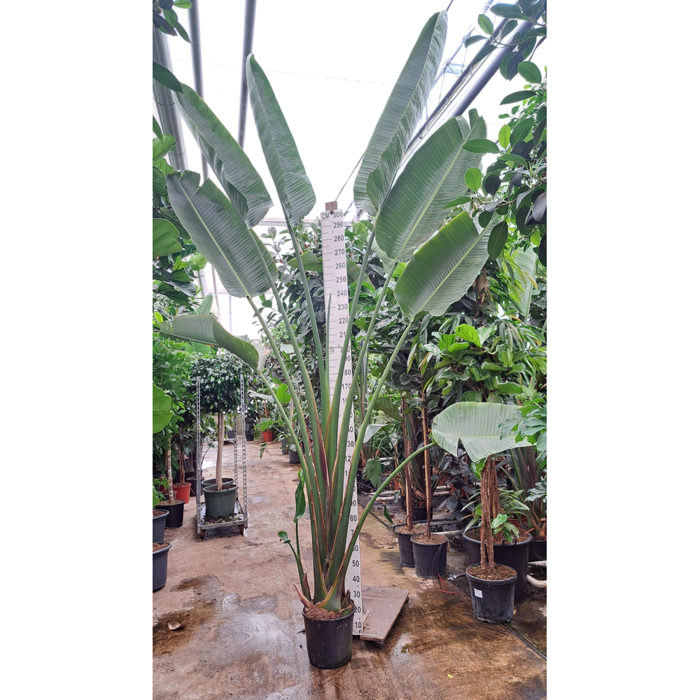 Strelitzia Nicolai 400.