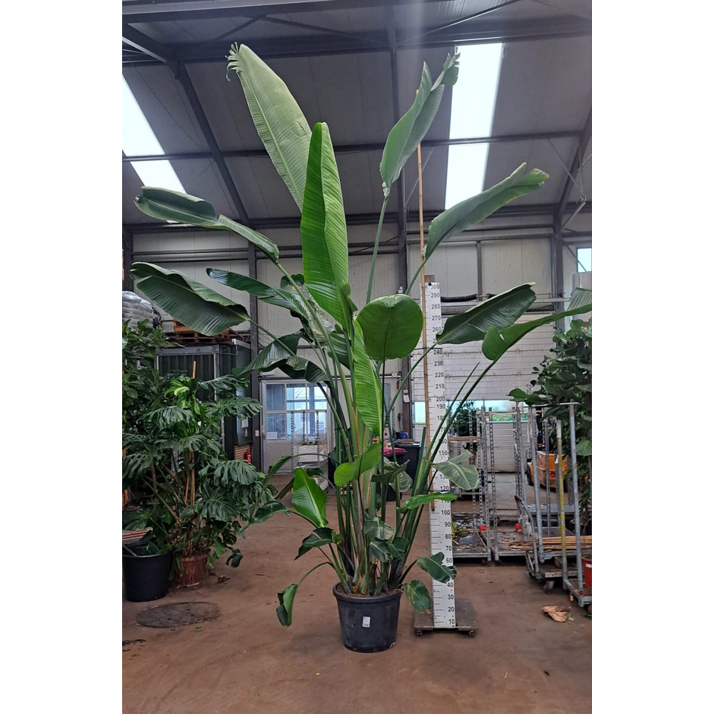 Strelitzia Nicolai 500.