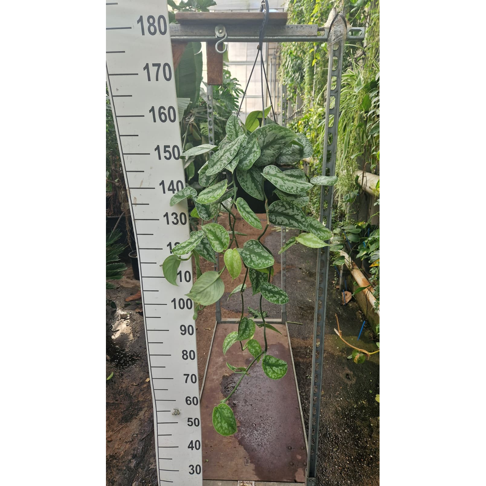 Scindapsus pictus Trebie hangplant.