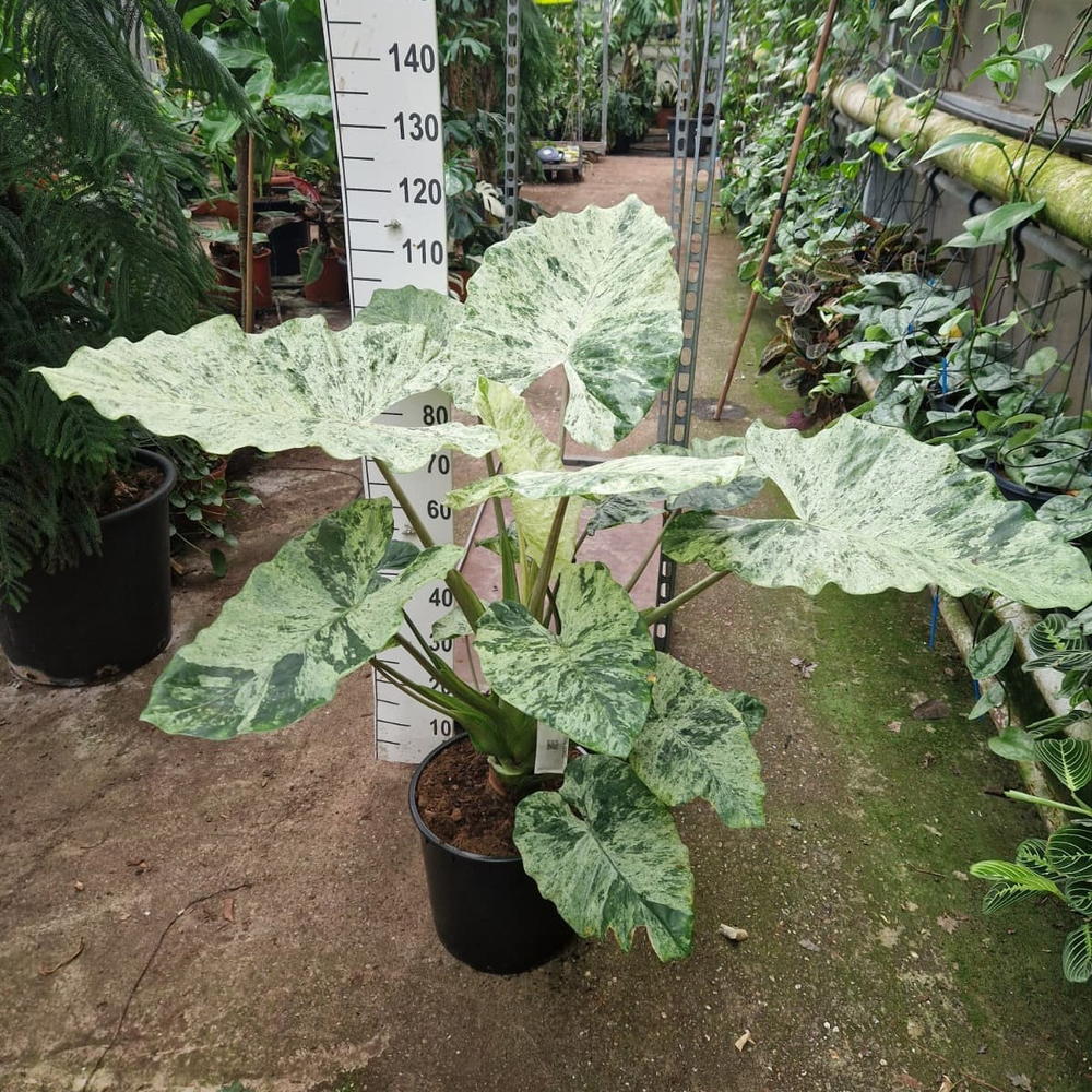 Alocasia Splash XL.