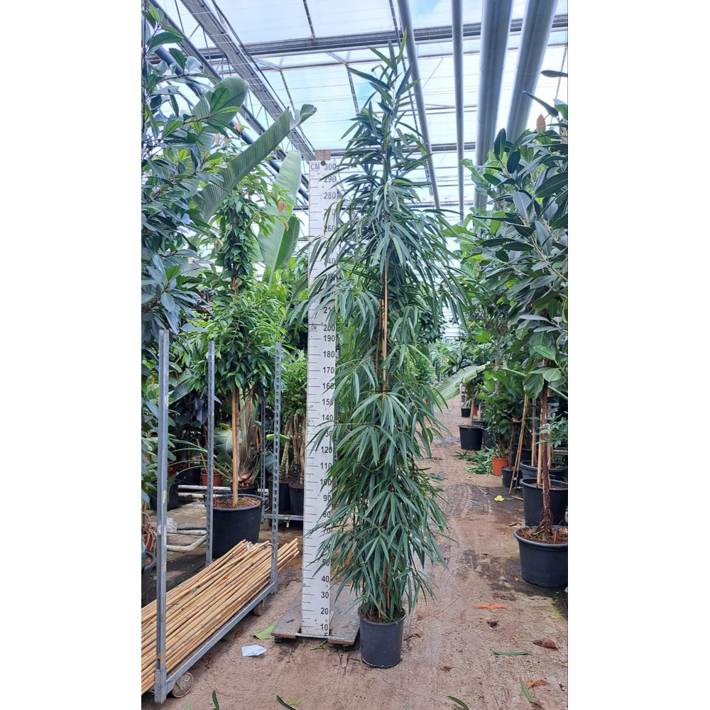 Ficus Alii zuil 350.