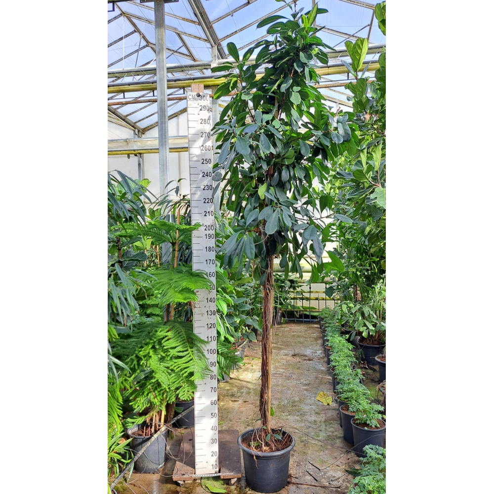 Cyathistipula gedraaide stam XXXL 350.