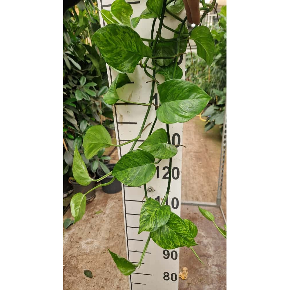 Epipremnum Marble Green hangplant.