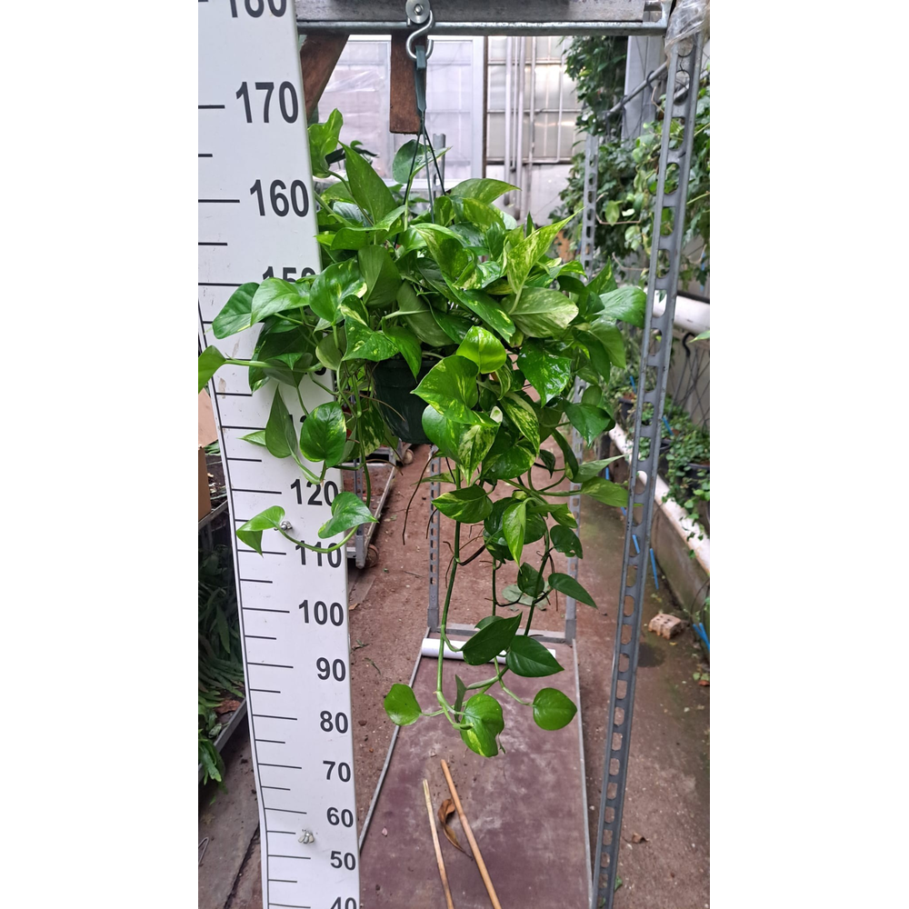 Epipremnum Aureum hangplant 70.