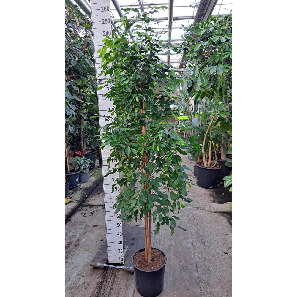 Ficus exotica zuil 210.