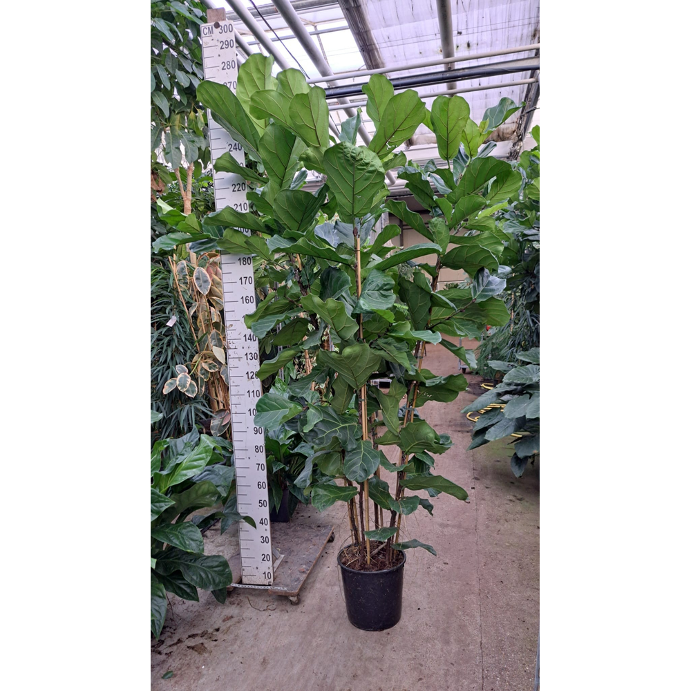 Ficus Lyrata toef XXL 240.