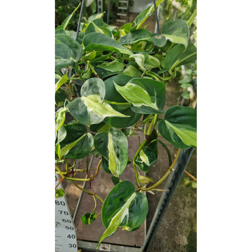 Phil. Scandens 'Cream Splash' hangplant.