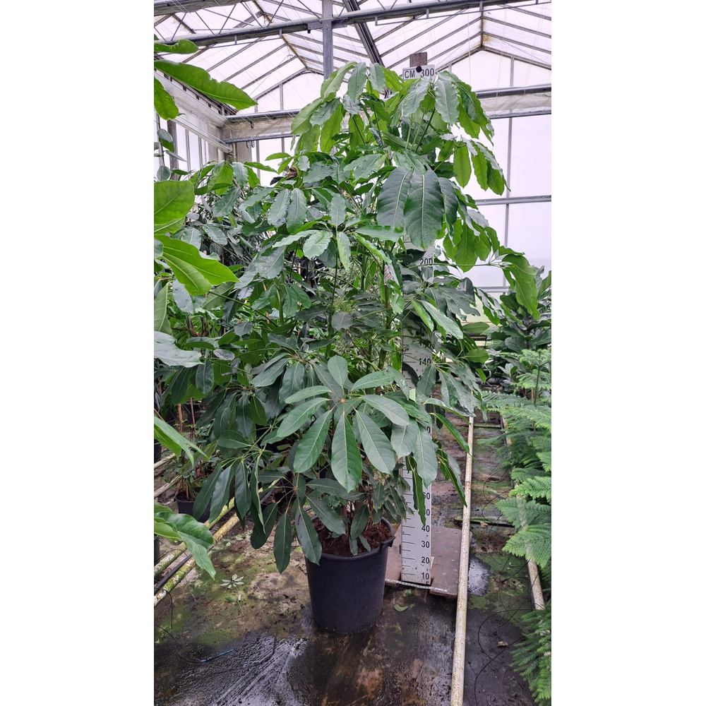 Schefflera Amate bush XXL 300.