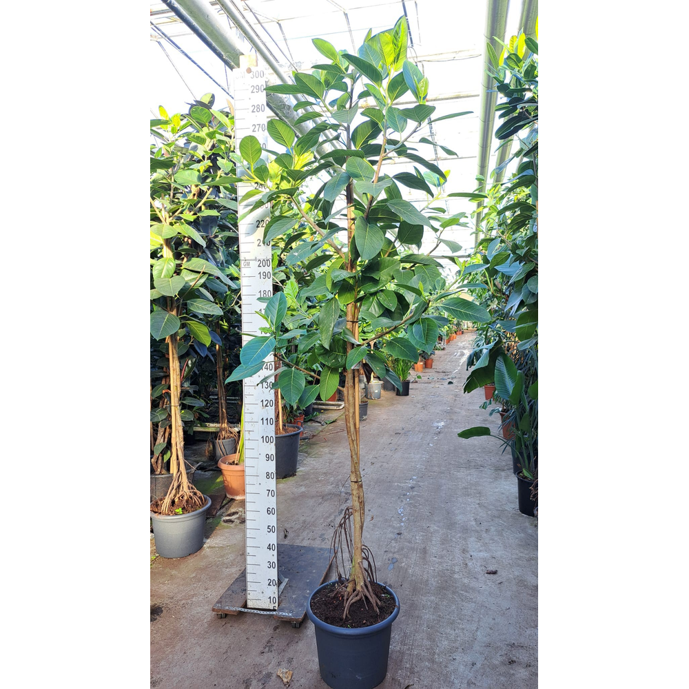 Ficus Altissima twister 300.
