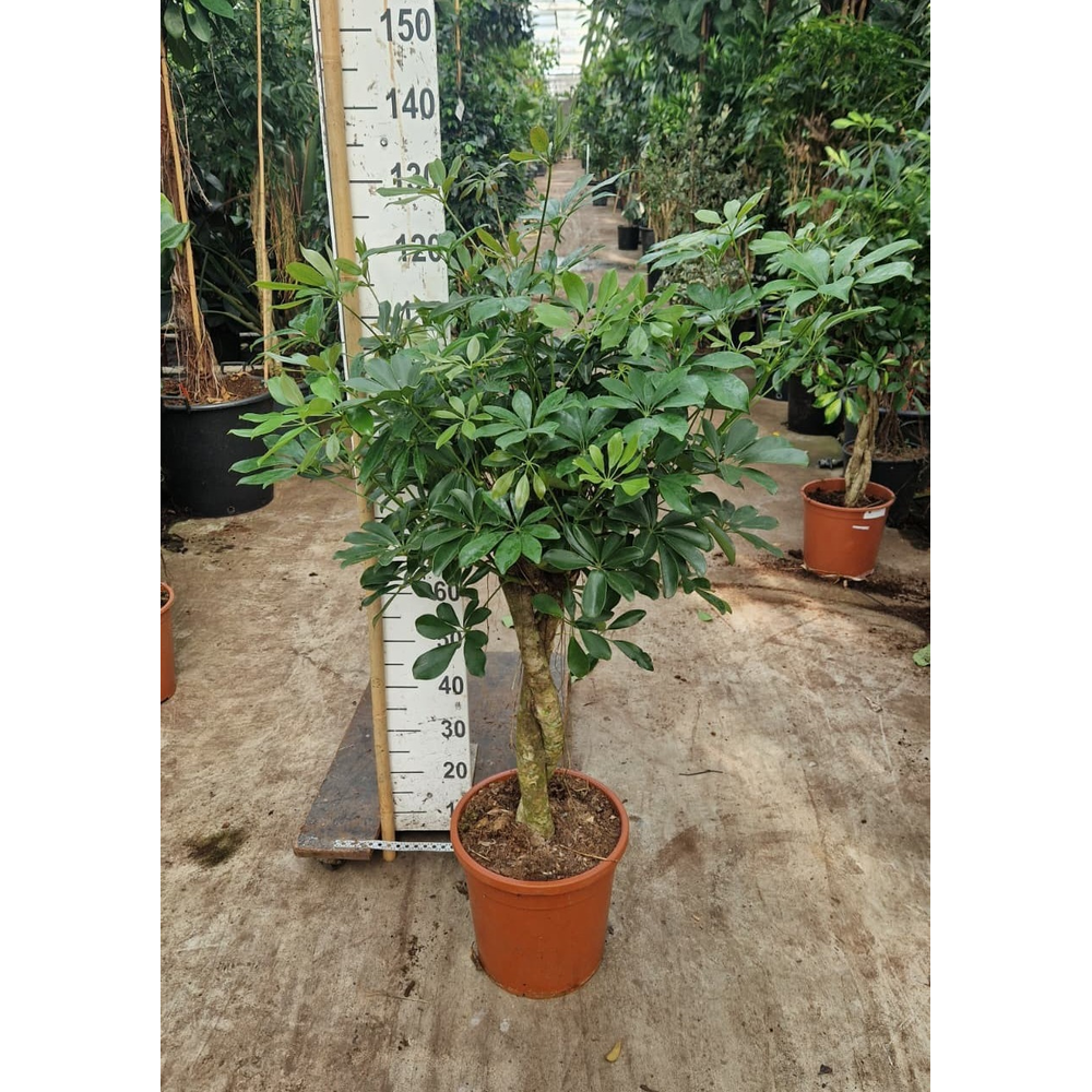 Schefflera Compacta twister 150.
