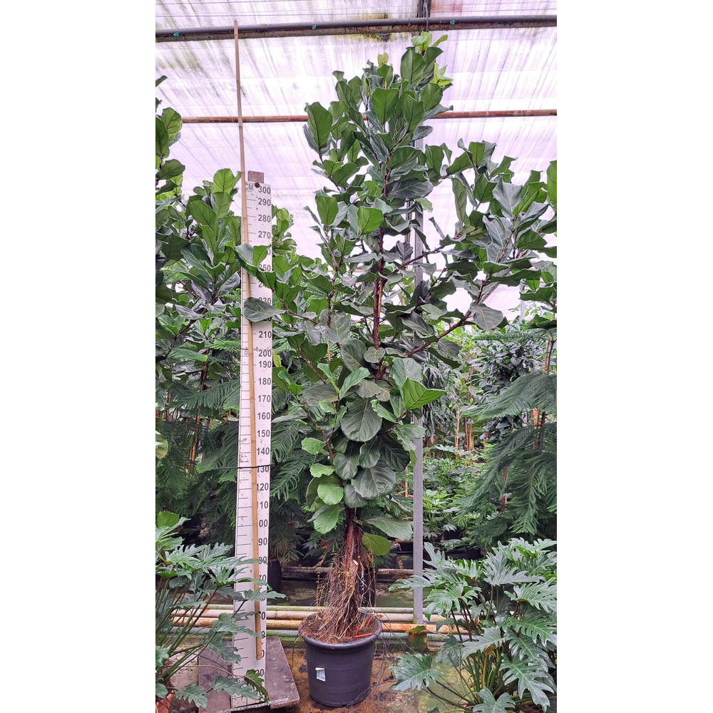 Ficus Lyrata vertakt 380.