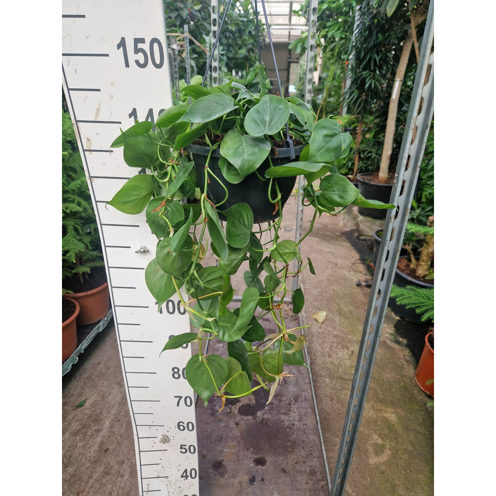 Philodendron Scandens hangplant 60.