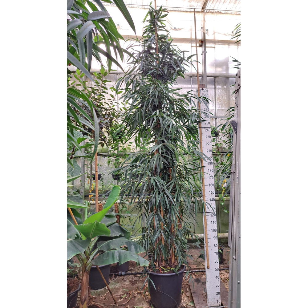 Ficus Alii bush 400.