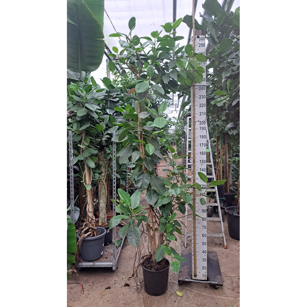 Ficus Altissima vertakt 300.