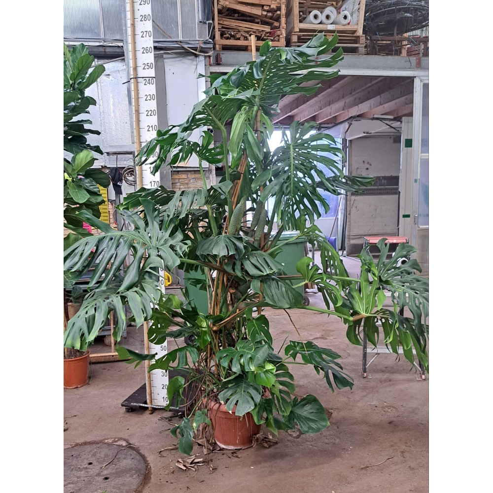 Monstera Deliciosa XXL 240.